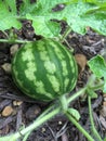 Small watermelon growing on the vine