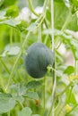 Small watermelon hanging on plant