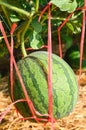 Small watermelon hanging on plant