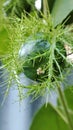 a small watermelon that has fine hair