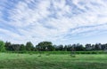 The small wave of beautiful white fluffy clouds on vivid blue sky in a suny day above a rough green grass lawn, vineyard, trees Royalty Free Stock Photo