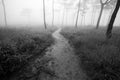 Small way in meadow to pine forest with fog background Royalty Free Stock Photo