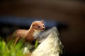 A small weasel
