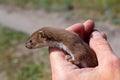 Small weasel