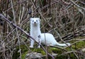 A small weasel (mustela nivalis) predator in the wild