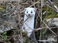 A small weasel (mustela nivalis) predator in the wild