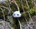 A small weasel (mustela nivalis) predator in the wild