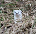 A small weasel (mustela nivalis) predator in the wild Royalty Free Stock Photo