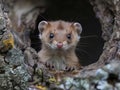 A small weasel peeking out of a hole in a tree