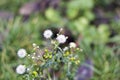 Small weeds instead of snow in my garden in januar