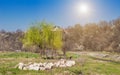 Small weeping willow tree in the early spring outdoor. Royalty Free Stock Photo