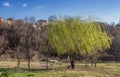Small weeping willow tree in the early spring outdoors. Royalty Free Stock Photo