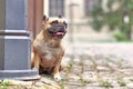 Small well behaved fawn French Bulldog dog sitting in city street with blurry background