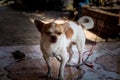 A small, well-haired dog chained to a lack of freedom