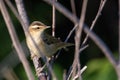 Small well-marked warbler