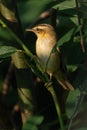 Small, well-marked warbler.