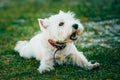Small West Highland White Terrier - Westie, Westy Royalty Free Stock Photo
