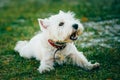 Small West Highland White Terrier - Westie, Westy