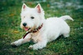 Small West Highland White Terrier - Westie, Westy Dog Royalty Free Stock Photo