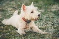 Small West Highland White Terrier - Westie, Westy Dog Royalty Free Stock Photo