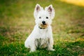 Small West Highland White Terrier - Westie, Westy Dog Royalty Free Stock Photo