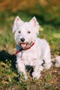 Small West Highland White Terrier - Westie, Westy Dog Royalty Free Stock Photo