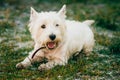 Small West Highland White Terrier - Westie, Westy Dog Royalty Free Stock Photo