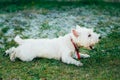 Small West Highland White Terrier - Westie, Westy Royalty Free Stock Photo