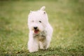 Small West Highland White Terrier - Westie, Westy Dog Running On Green Grass
