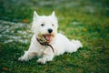 Small West Highland White Terrier - Westie, Westy Dog Royalty Free Stock Photo