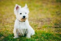 Small West Highland White Terrier - Westie, Westy Royalty Free Stock Photo