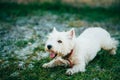 Small West Highland White Terrier - Westie, Westy Royalty Free Stock Photo