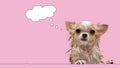 Small wet chihuahua dog with think bubble on pink background Royalty Free Stock Photo