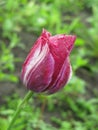 A small wet crimson tulip