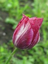 A small wet crimson tulip