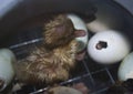 A small wet duckling hatched from the egg in the incubator Royalty Free Stock Photo