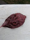 Small wet red leaf