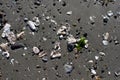 Small wet shells on sandy beach