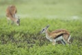 Baby Thompson`s gazelle standing in green bush in the rain in Ngorongoro Crater in Tanzania