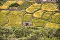 The small wheat crops in the village of Shimshal 3100m small crop