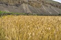 The small wheat crops in the village of Shimshal 3100m small crop