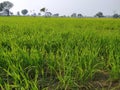 Small wheat plant for agriculture Royalty Free Stock Photo