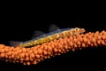 Whip coral goby