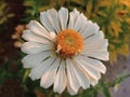 small whita sunflowers on the side of the road Royalty Free Stock Photo