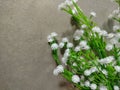 small white artificial baby's breath flower with green stems