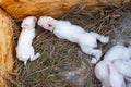 Small white baby rabbits