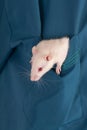 Small white baby rat Royalty Free Stock Photo