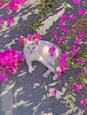 A small white beautiful kitten, a cat, a young kitten lies on a gray roof surrounded by beautiful pink bougainvillea flowers. Royalty Free Stock Photo