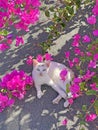 A small white beautiful kitten, a cat, a young kitten lies on a gray roof surrounded by beautiful pink bougainvillea flowers.