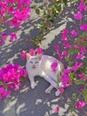 A small white beautiful kitten, a cat, a young kitten lies on a gray roof surrounded by beautiful pink bougainvillea flowers.